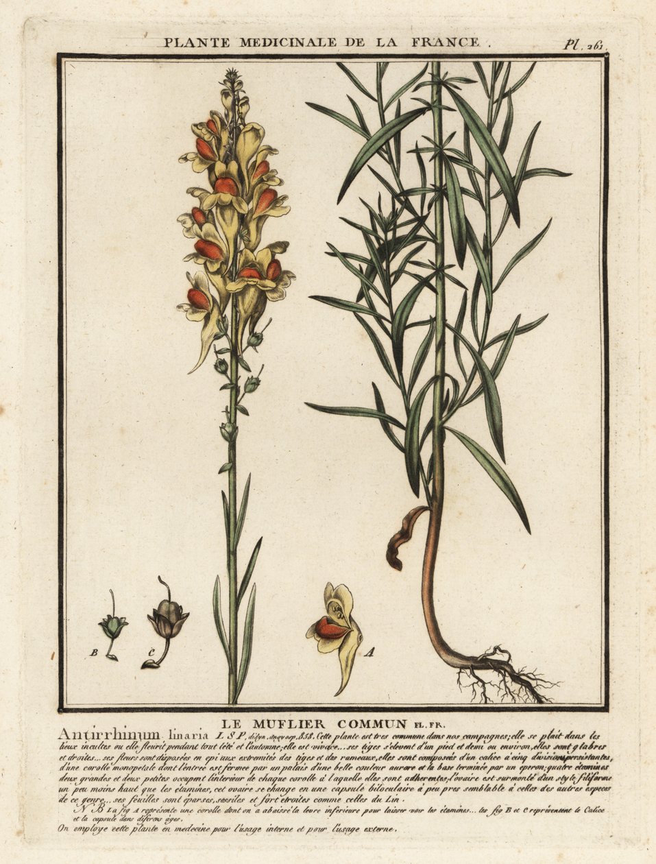 Vanligt paddlin, Linaria vulgaris. av Unbekannter Künstler