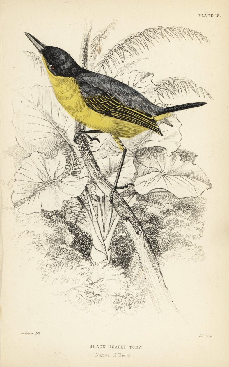 Vanlig todyflugsnappare, Todirostrum cinereum (svarthuvad todyflugsnappare, Todus melanocephalus). Handkolorerat stålgravyr av William Lizars efter en illustration av William Swainson från Sir William Jardine