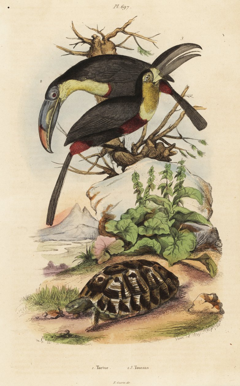 Vanlig sköldpadda, Testudo graeca 1, svavelbröstad tukan, Ramphastos sulfuratus 2 och vitstrupig tukan, Ramphastos tucanus 3, Tortue, Tukaner av Unbekannt