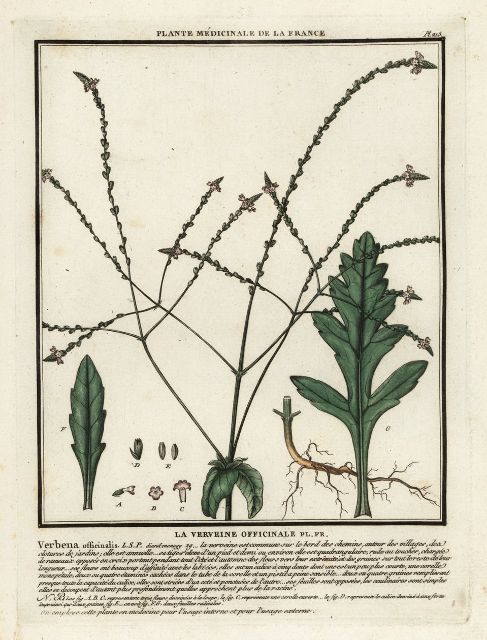 Vanlig jäkla, Verbena officinalis. av Unbekannter Künstler