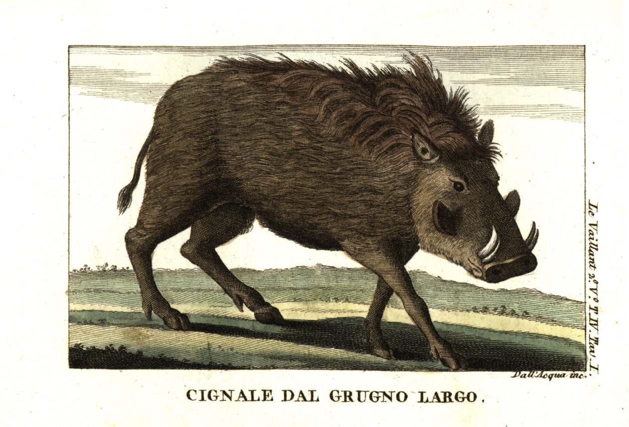 Vanlig vårtsvin, Phacochoerus africanus. Från Francois Le Vaillant (Levaillant av Unbekannter Künstler
