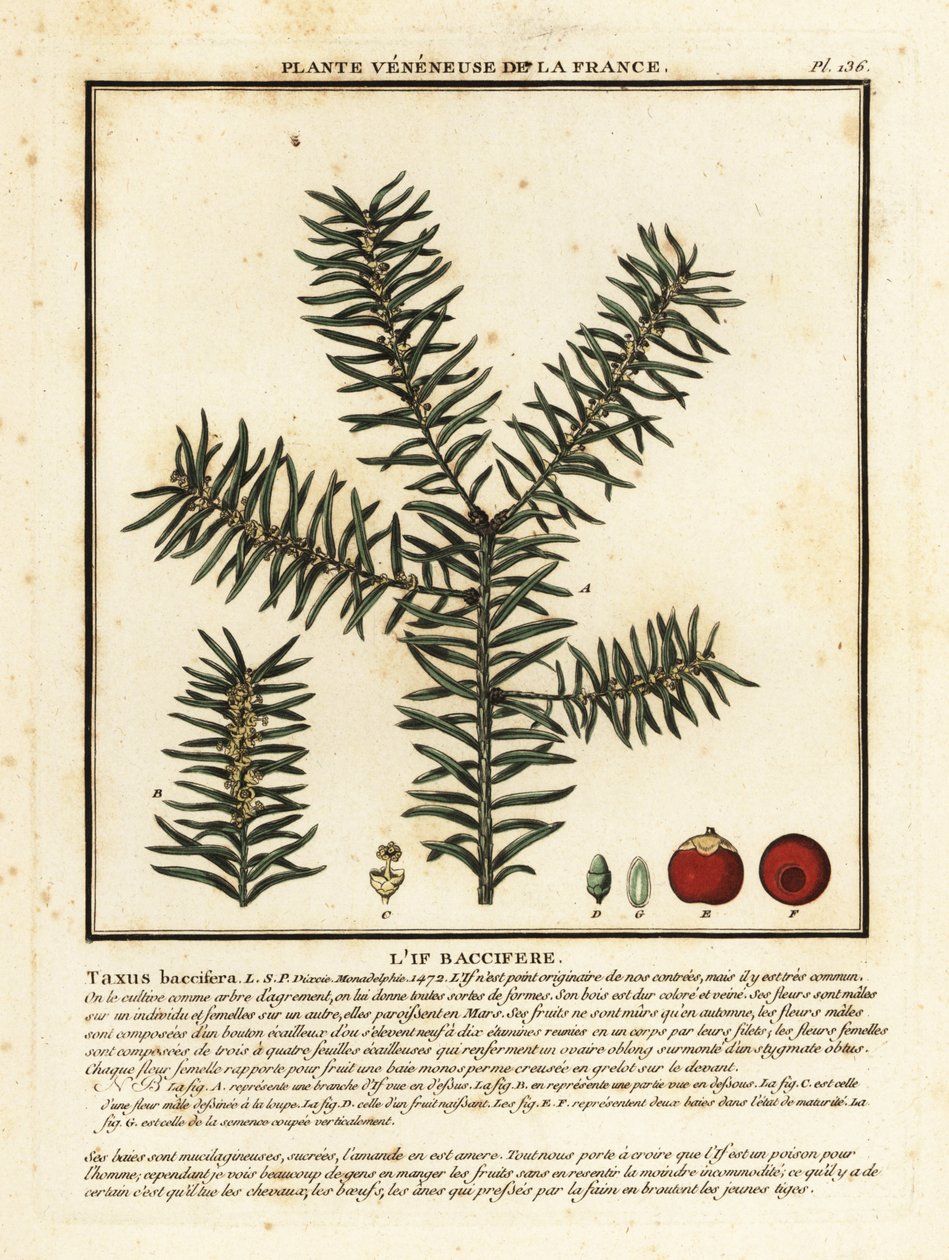 Vanlig idegran eller engelsk idegran, Taxus baccata. av Unbekannter Künstler