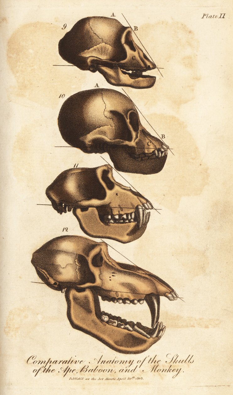 Jämförande anatomi av skallarna hos apor, babianer och apor - Handkolorerat kopparstick från Ebenezer Siblys Universal System of Natural History, London av Unbekannter Künstler