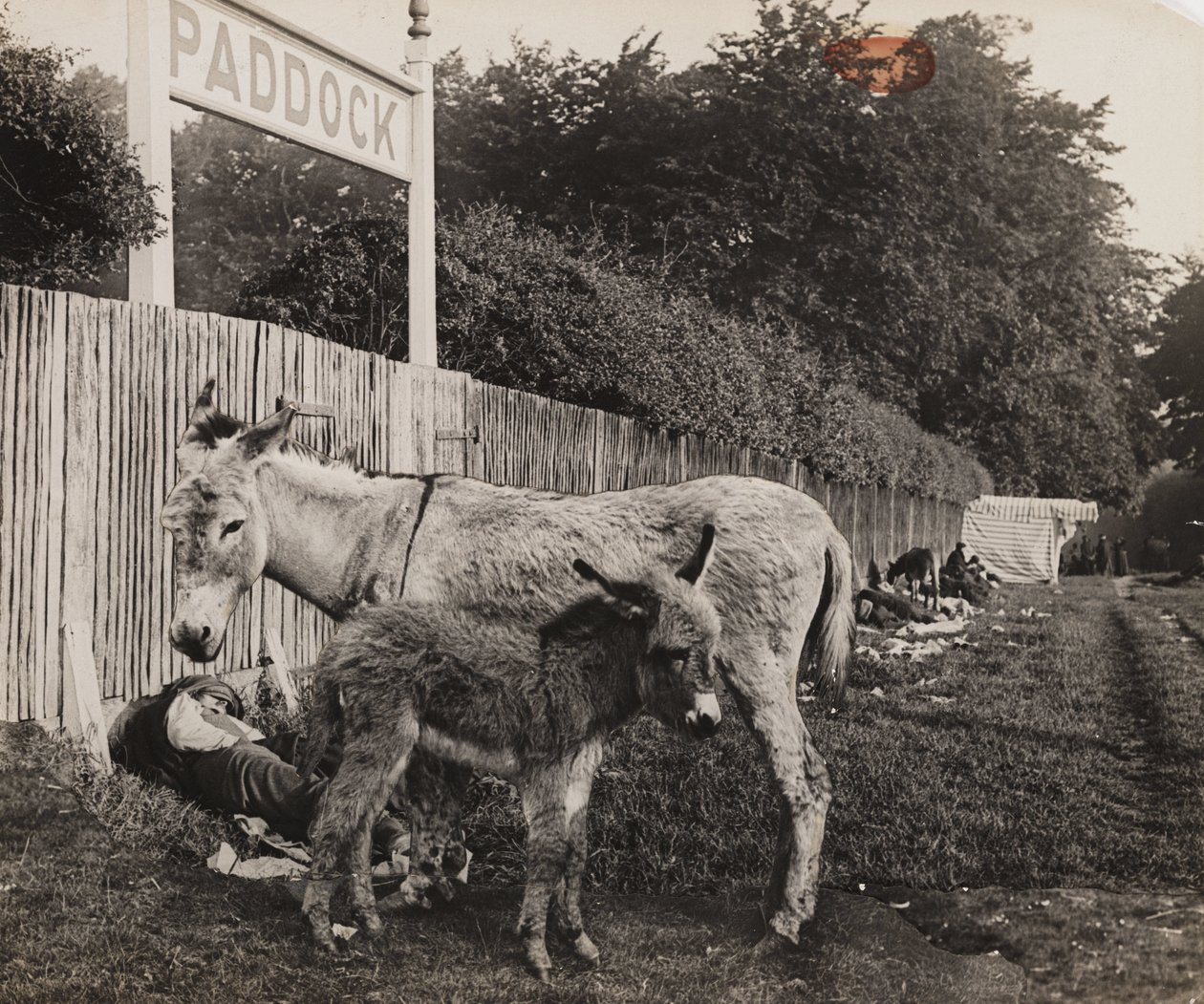 Sammansatt av två åsnor, c 1909 av Unbekannt