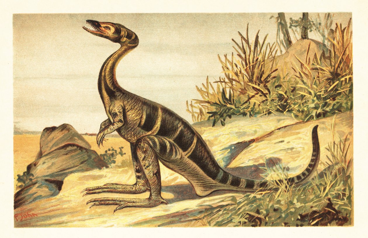 Compsognathus longipes, utdöd liten, köttätande theropod. 1908 (litografi) av Unbekannter Künstler