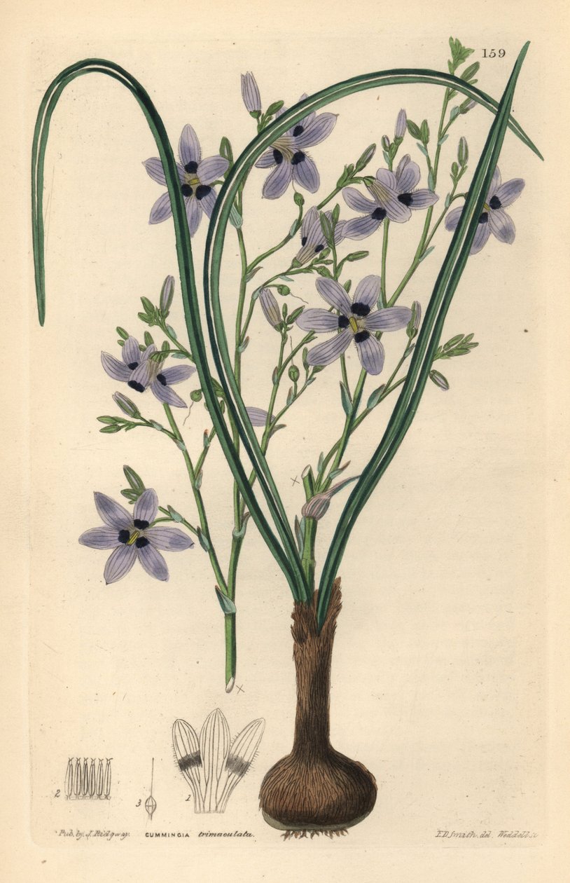 Conanthere - Conanthera trimaculata (trefläckig cummingia, Cummingia trimaculata). Handkolorerat kopparstick av Weddell efter Edwin Dalton Smith från John Lindley och Robert Sweet