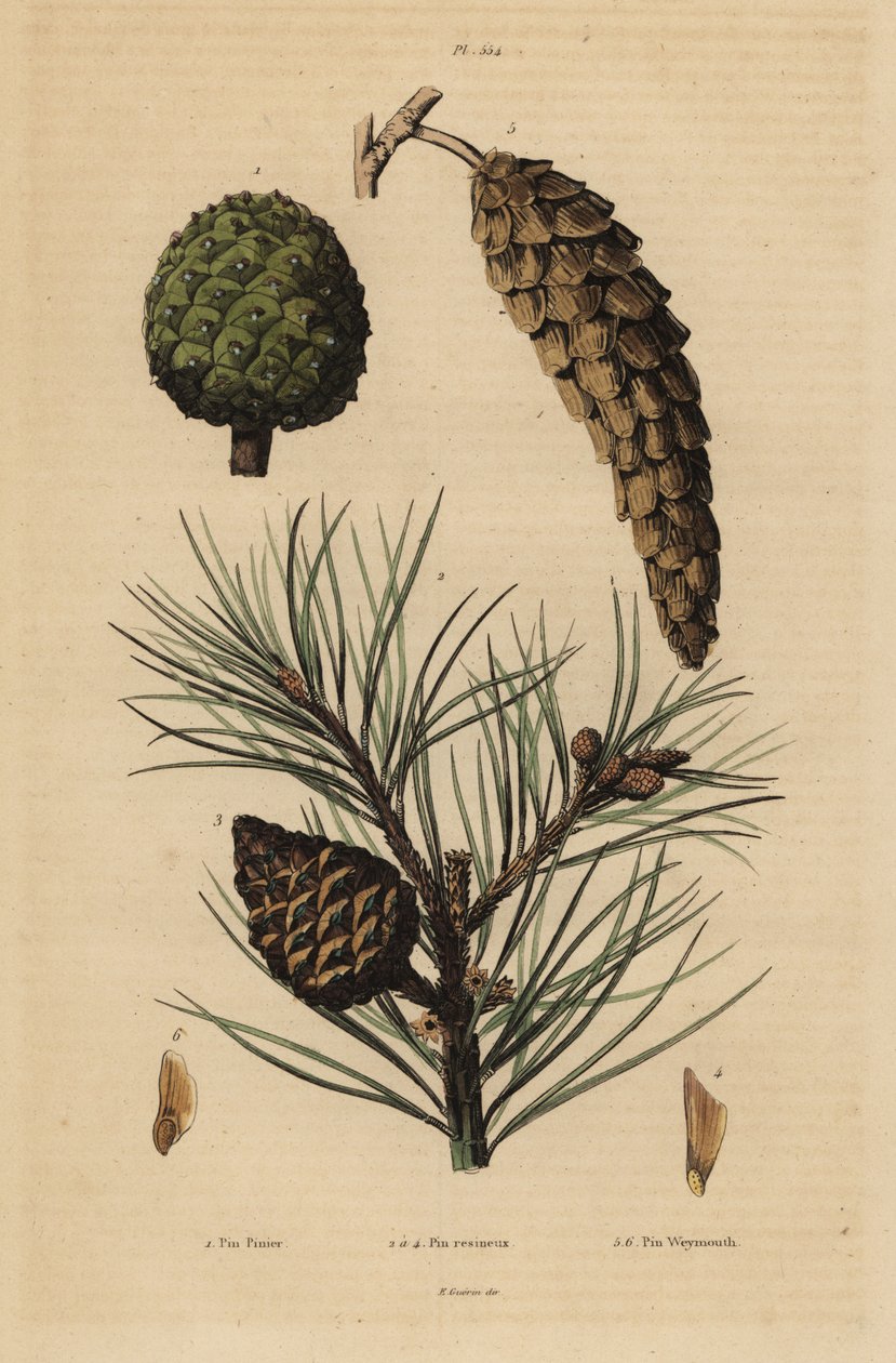 Kottar av tall, Pinus pinea 1, röd tall, Pinus resinosa 2-4 och Weymouth tall, Pinus strobus 5,6 av Unbekannt