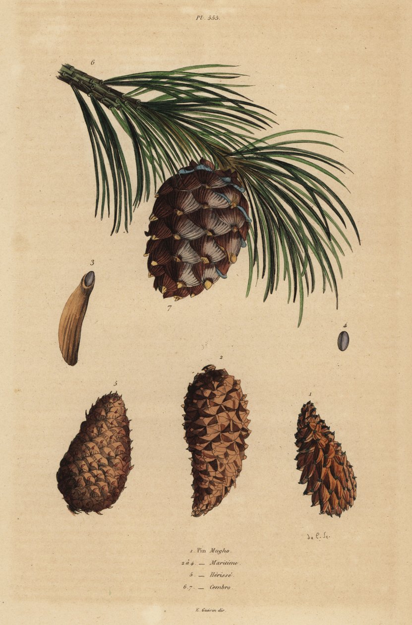 Kottar av kryptal, Pinus mugo 1, Aleppotall, Pinus halepensis 2-4, beck tall, Pinus rigida 5, och schweizisk tall, Pinus cembra av Unbekannt