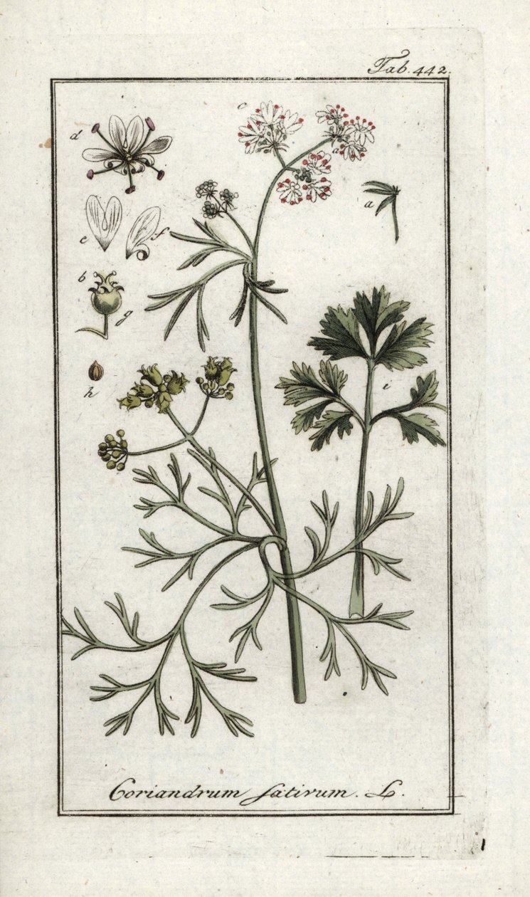 Koriander (Coriandrum sativum). Litografi från "Afbeelding der Artseny-Gewassen" av Johannes Zorn (1739-1799), Nederländerna av Unbekannter Künstler
