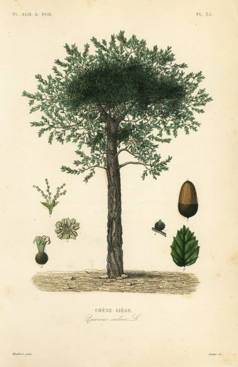 Korkek, Quercus suber, chene liege av Unbekannt