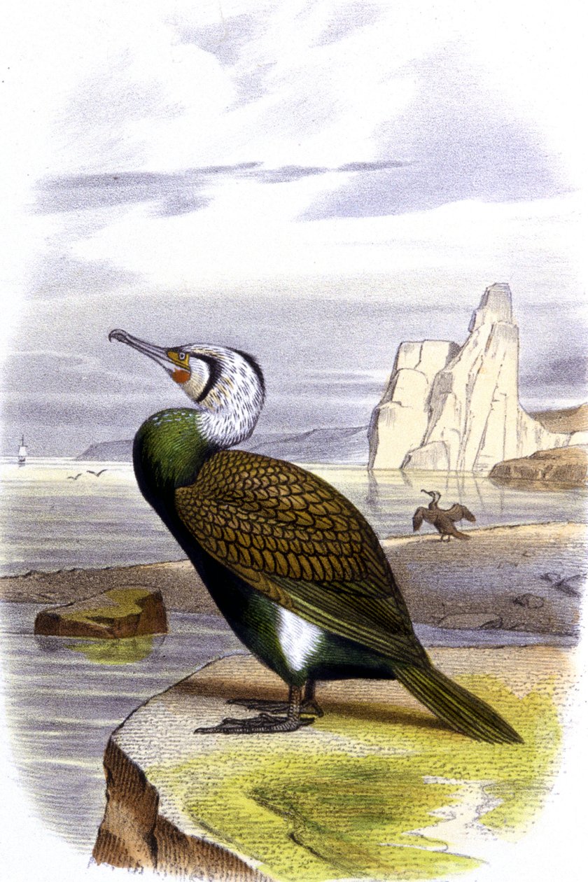 Skarv, ca 1850 (litografi ) av Unbekannter Künstler