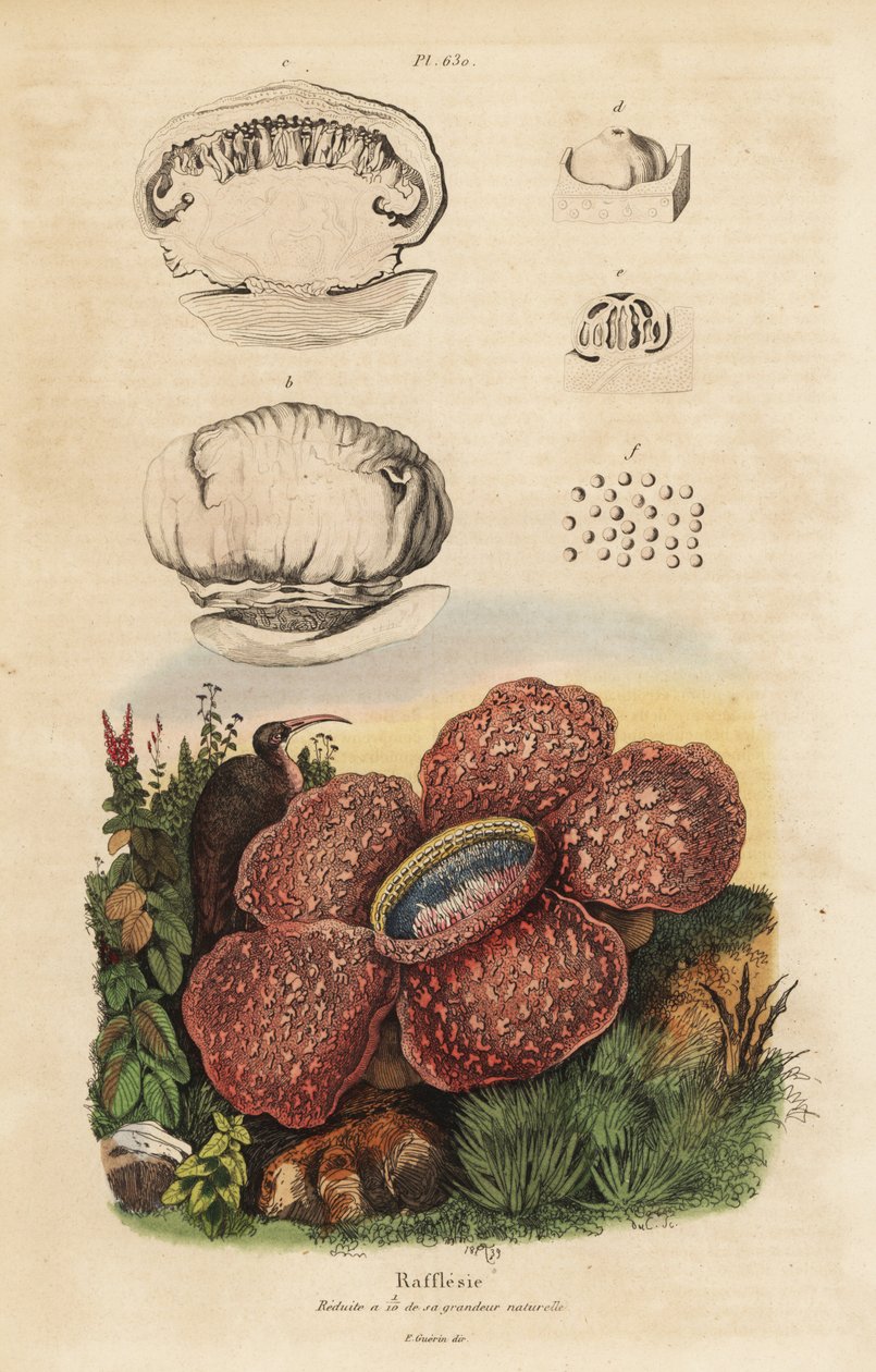 Liklilja eller rafflesia, Rafflesia arnoldii av Unbekannt
