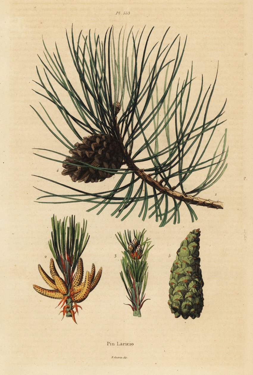 Korsikansk tall, Pinus nigra subsp av Unbekannt