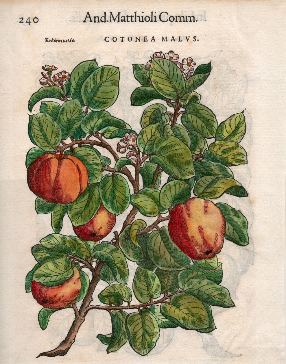 Cotonea Malvs. från Pietro Andrea Mattiolis 