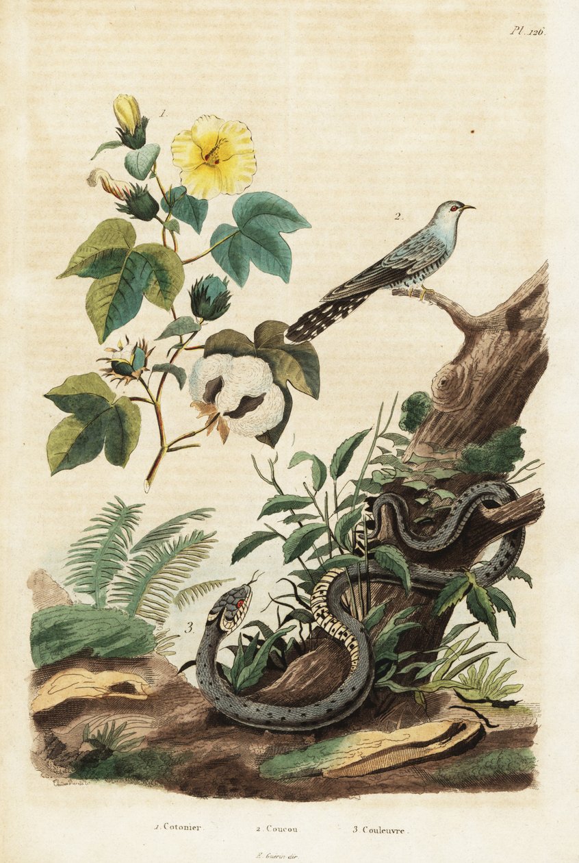Bomull, gök och gräsorm., 1834-1839 (gravyr) av Unbekannter Künstler