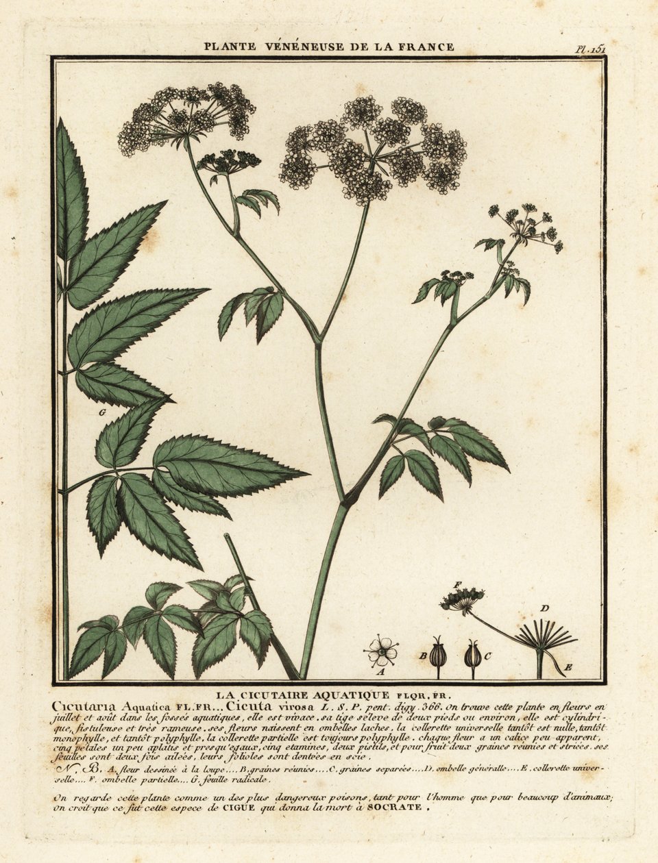 Cowbane, Hemlock virosa. av Unbekannter Künstler