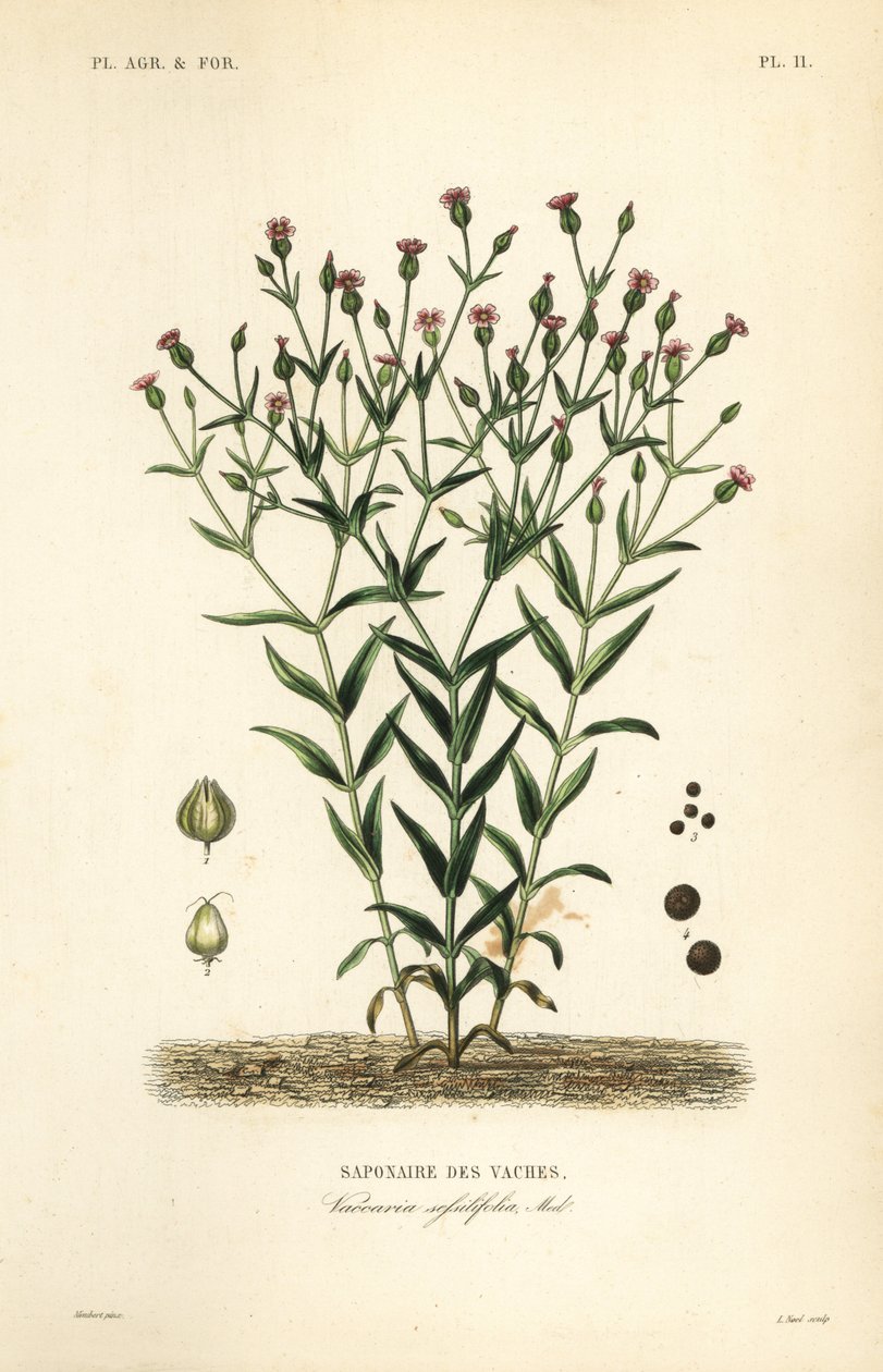 Koört, Vaccaria hispanica, Vaccaria sessilifolia, Saponaire des Vaches av Unbekannt