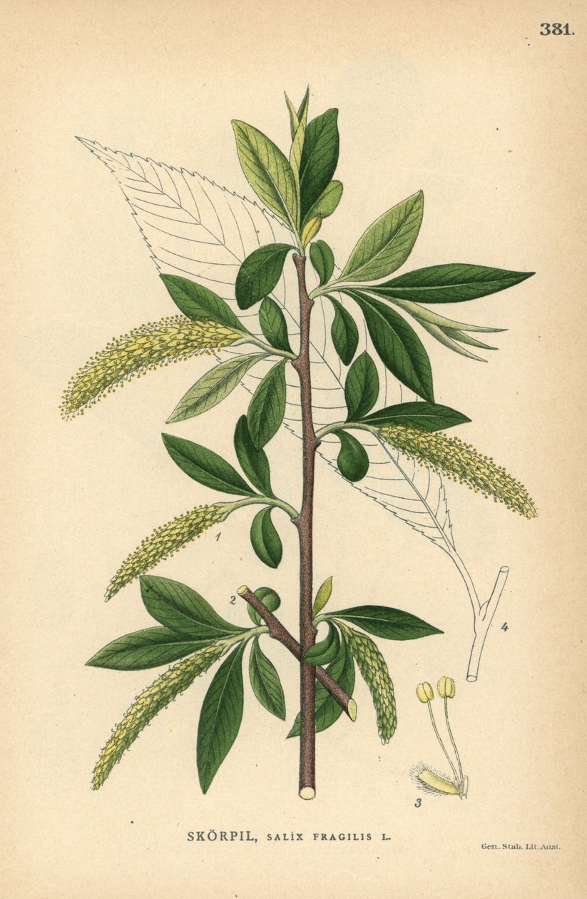 Sprickpil, Salix fragilis av Unbekannter Künstler