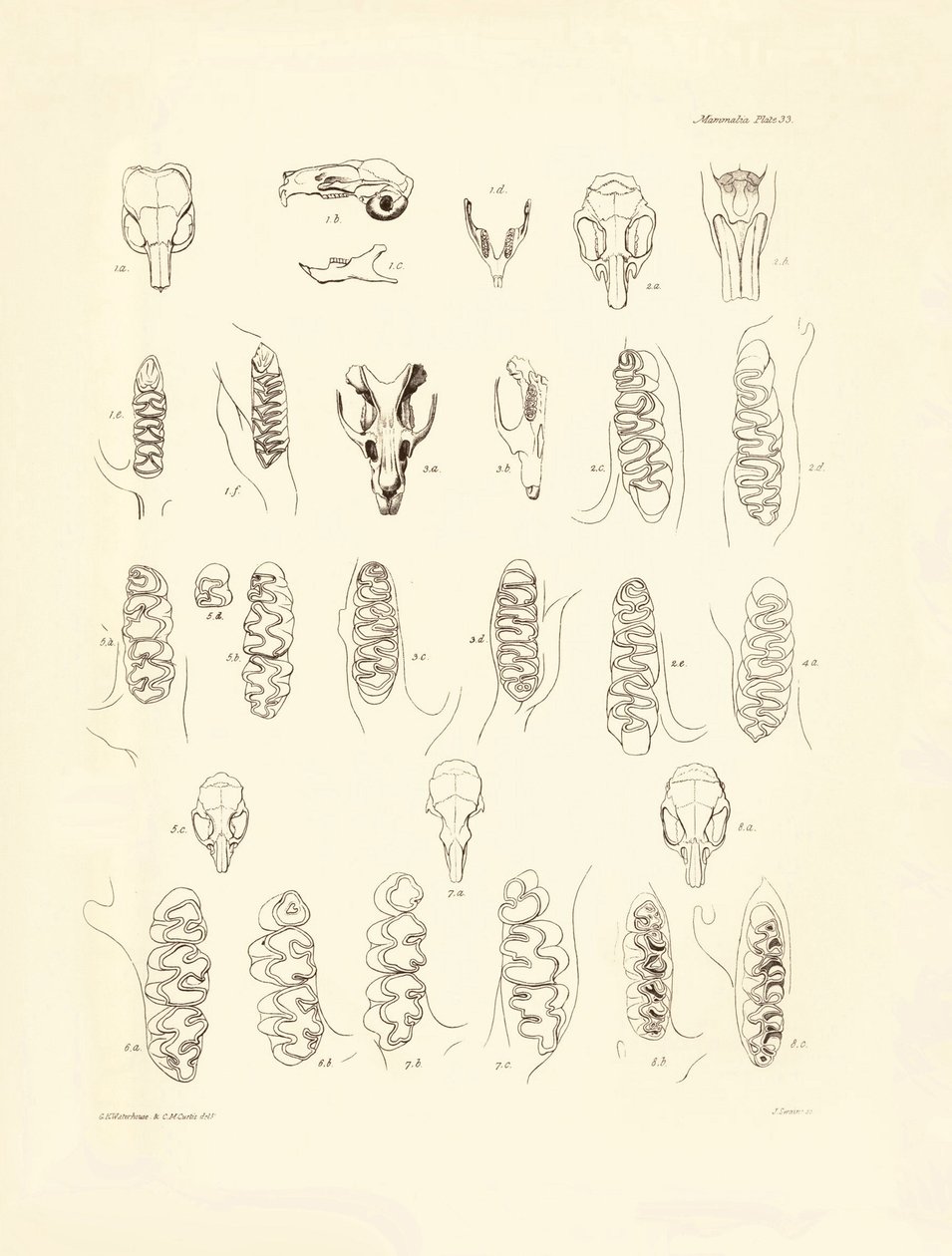 Tranor och tänder av olika gnagare som beskrevs av Charles Darwin under hans upptäcktsresa ombord på Beagle. Plansch från "The Zoology of the voyage of H.M.S. Beagle under the command of Captain Fitzroy during the years 1832 to 1836 edited and sup av Unbekannter Künstler