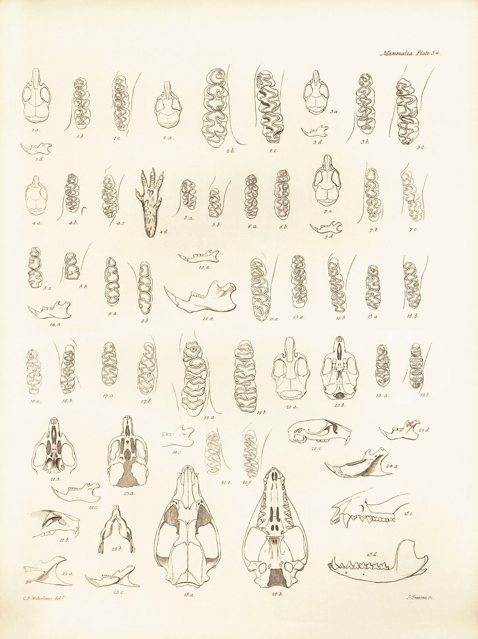 Tranor och tänder av olika gnagare som beskrevs av Charles Darwin under hans upptäcktsresa ombord på Beagle. Plansch från "The Zoology of the voyage of H.M.S. Beagle under the command of Captain Fitzroy during the years 1832 to 1836 edited and sup av Unbekannter Künstler