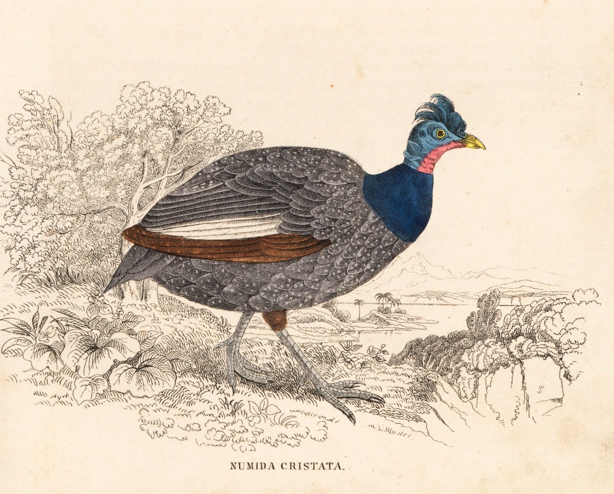 Perlhöna, Guttera pucherani (Numida cristata). Handkolorerad stålgravyr från Georg Friedrich Treitschkes naturhistoriska galleri, Naturhistorischer Bildersaal des Thierreiches, Liepzig av Unbekannter Künstler