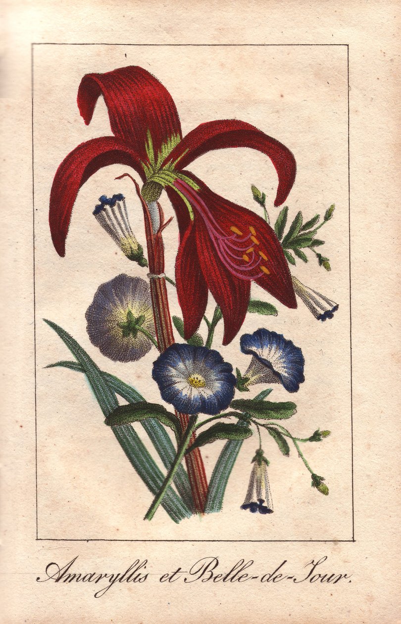 Blodröd amaryllis och dvärgmorgonört, Hippeastrum och Convolvulus tricolor av Unbekannter Künstler