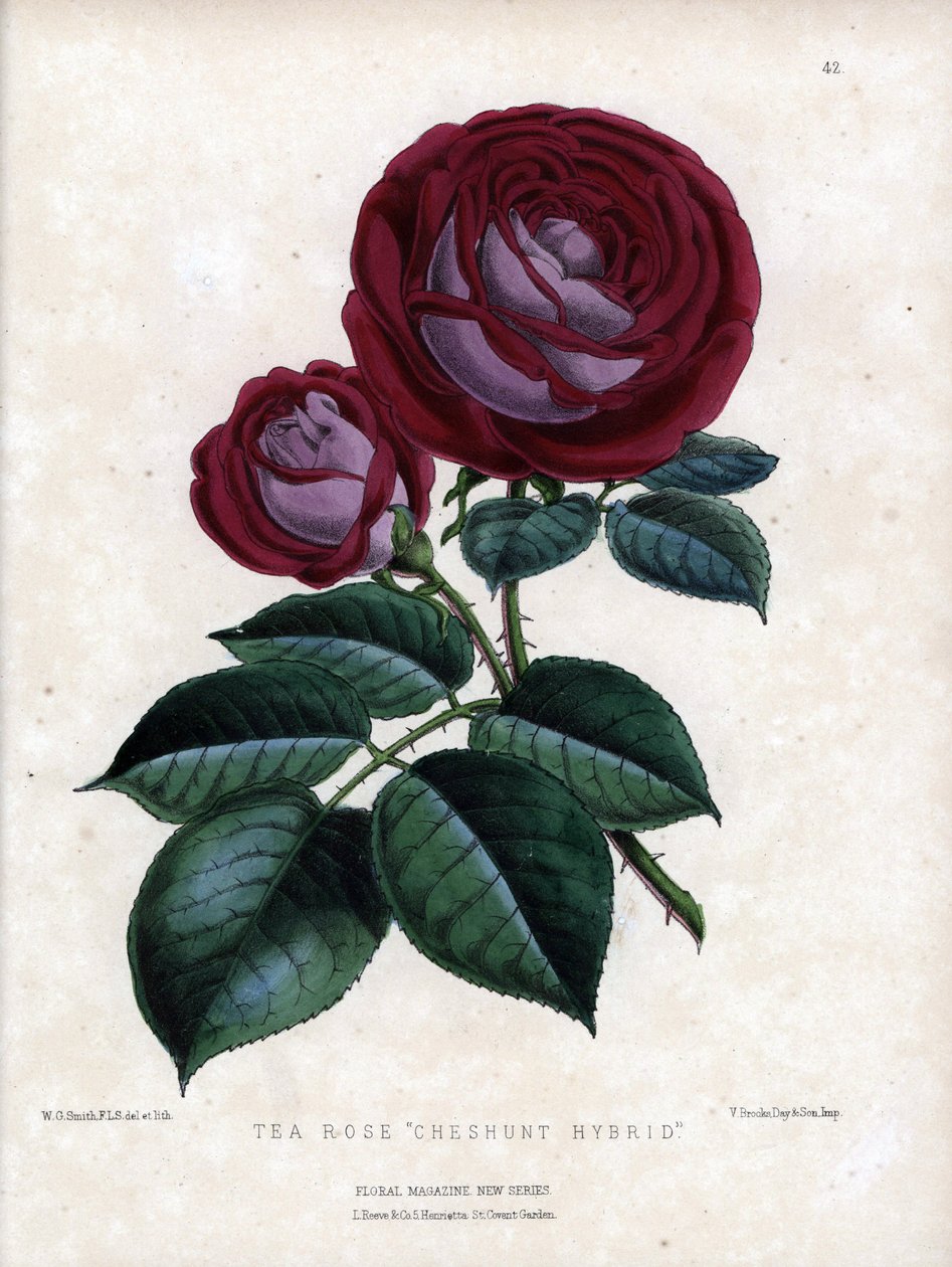 Blodröd rosa och lila. Hybridsort av te, odlad i växthus, typ Rose of China. Litografi av Worthington G.Smith (1835-1917), publicerad i Floral Magazine av Unbekannter Künstler