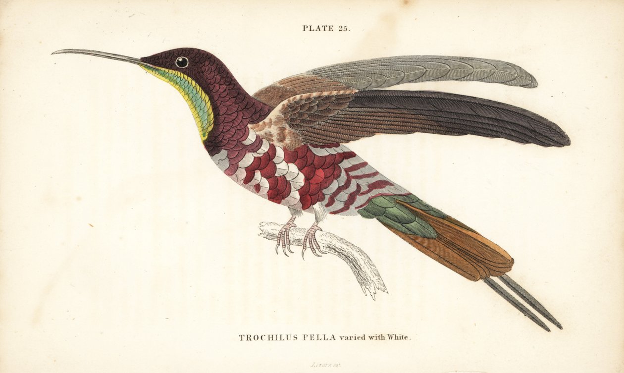 Blodröd topas varierad med vitt, Topaza pella (Trochilus pella). Handkolorerad stålgravyr av William Lizars från Sir William Jardine