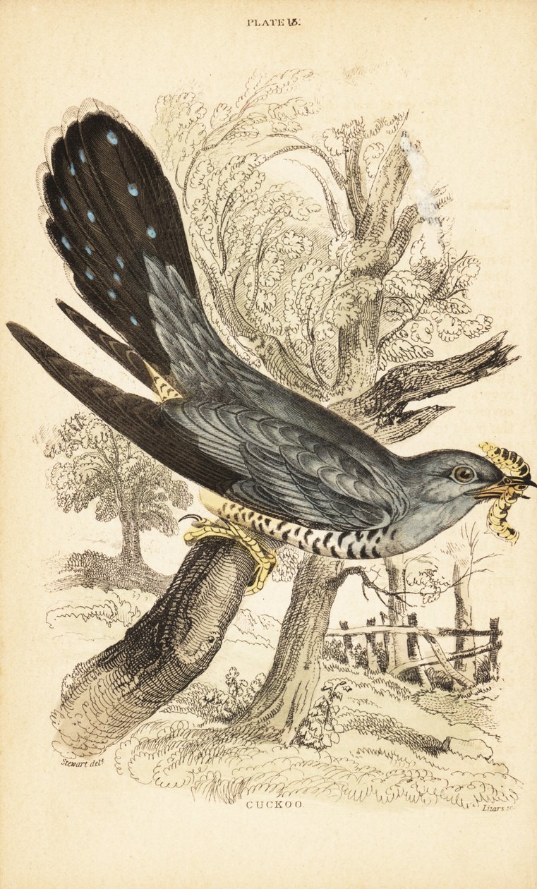 Gök, Cuculus canorus, med en larv i näbben. 1889 (gravyr) av Unbekannter Künstler