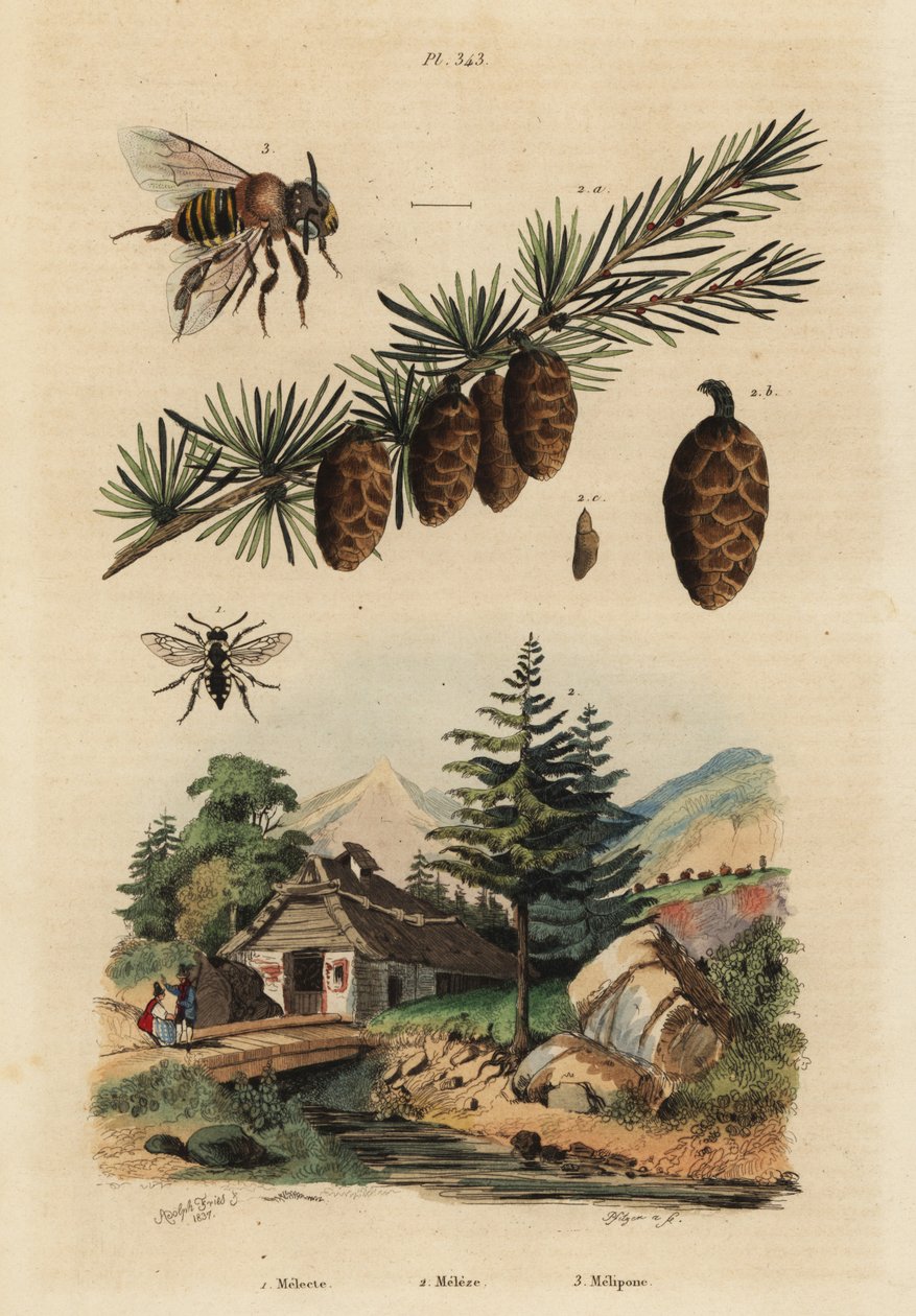 Gökbi, Melecta albifrons 1, europeiskt lärkträd, Larix decidua 2 och Stingless Melipona honungsbi, Melipona favosa av Unbekannt