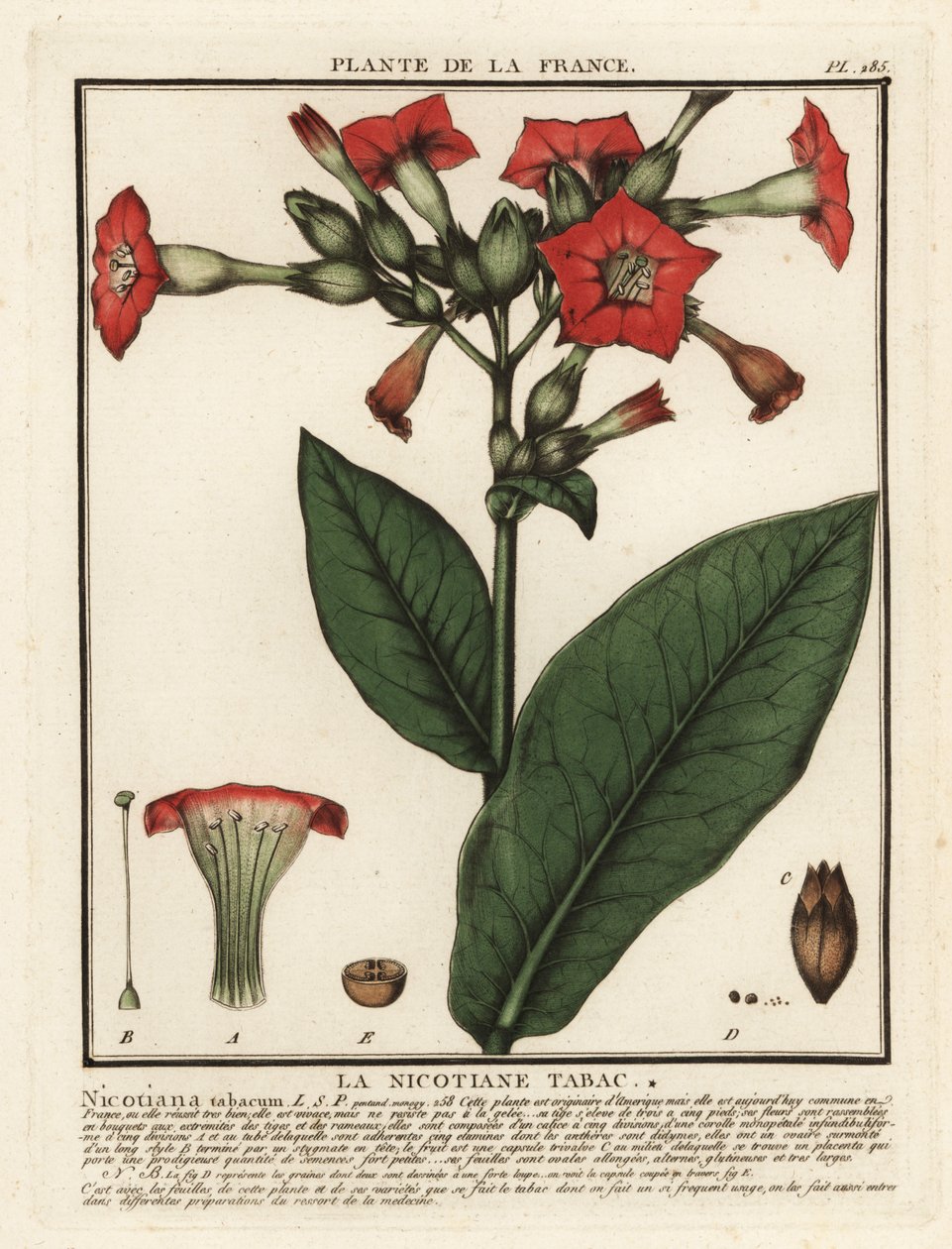 Odlad tobak, Nicotiana tabacum. av Unbekannter Künstler