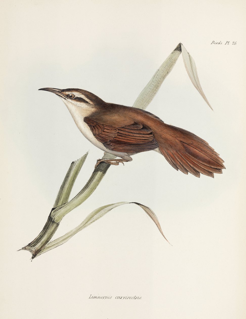 Curve-billed reedhaunter, Argentina, c 1832-1836 av Unbekannter Künstler