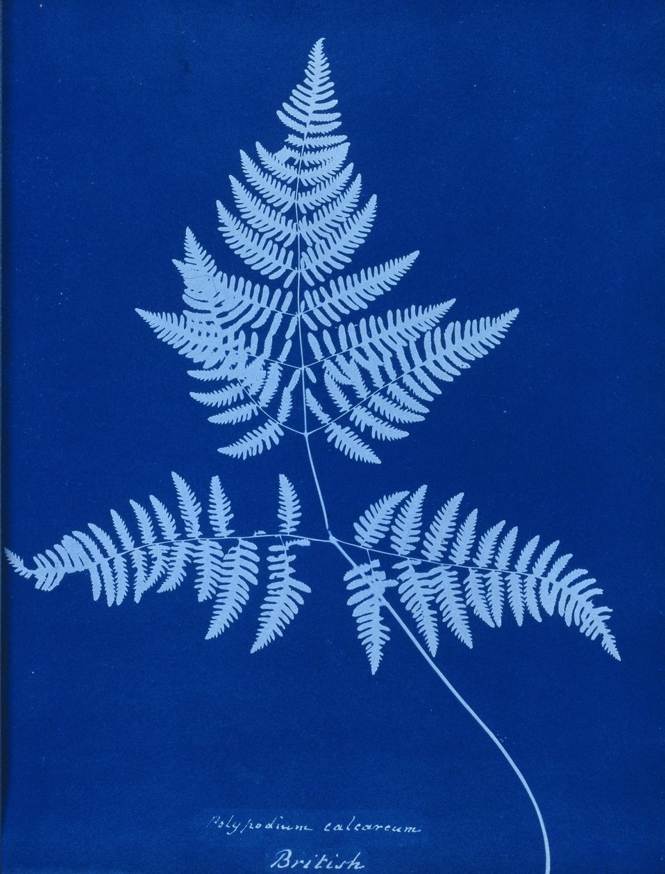 Cyanotyp av Polypodium calcareum av Unbekannt
