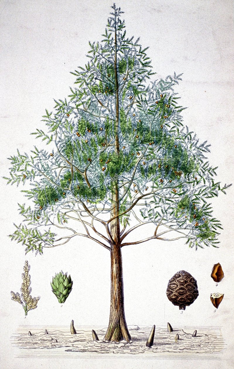 Cypress, sent 1800-tal (litografi) av Unbekannter Künstler