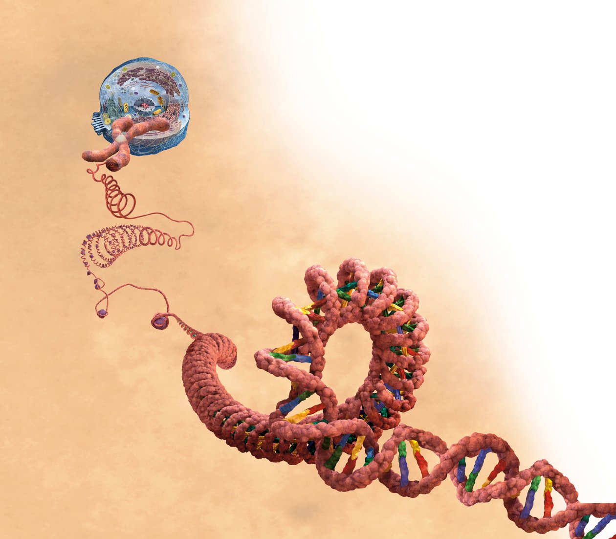 DNA inklusive dubbelhelix, kromosom, cell av Unbekannter Künstler