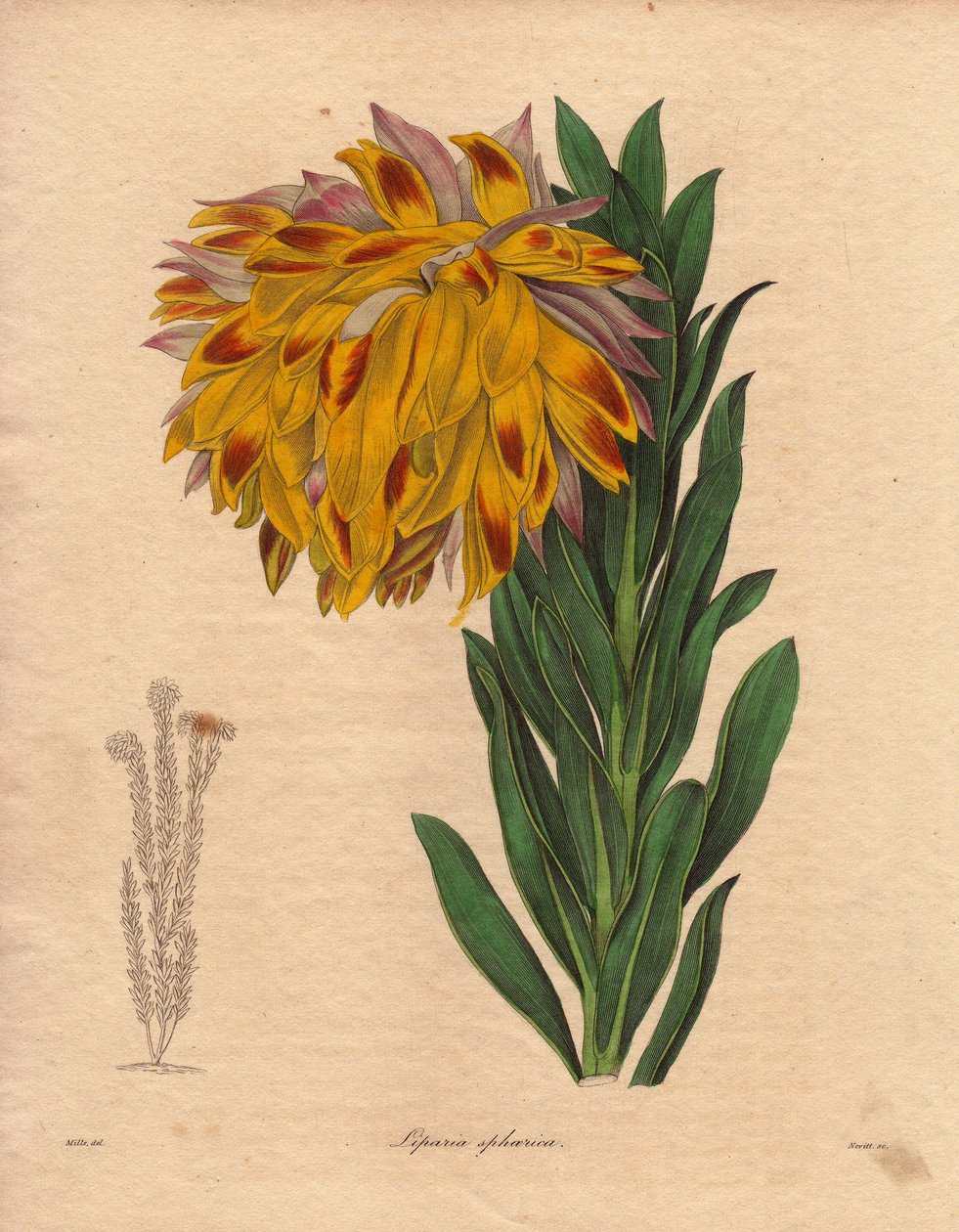 Dahlia variete, sfärisk liparia (Liparia sphaerica), har stor lutande blomma, orange färg, hemmahörande i Kapstaden (Sydafrika). Illustration av R. Mills (verksam 1836-1842), i The Botanist, serie av Benjamin Maund i fem volymer, publicerad mellan 18 av Unbekannter Künstler