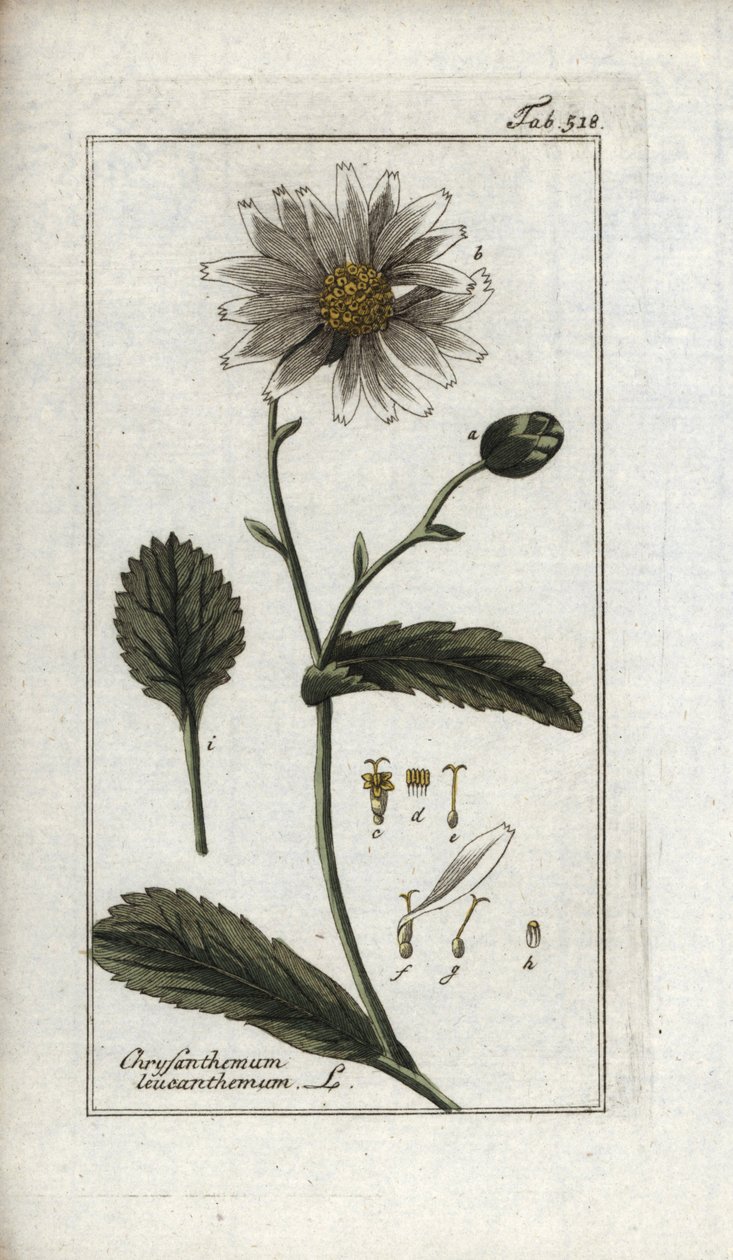 Tusensköna (Leucanthemum vulgare). Litografi från "Afbeelding der Artseny-Gewassen" av Johannes Zorn (1739-1799), Nederländerna av Unbekannter Künstler