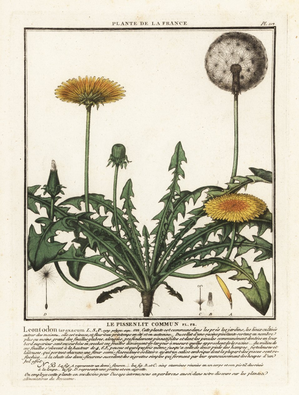 Maskros, Taraxacum campylodes. av Unbekannter Künstler