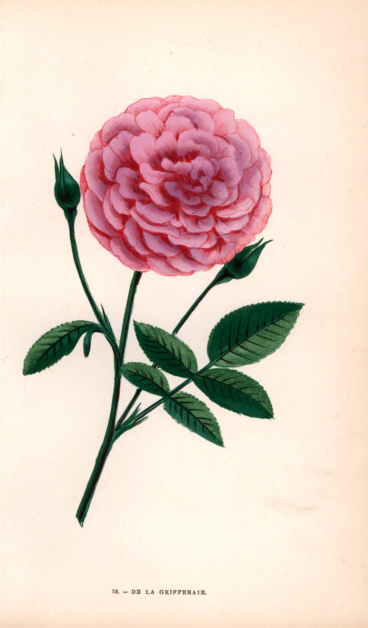 De la Grifferaie-ros, hybrid av Rosa multiflora, dök upp på marknaden omkring 1846. Kromolitografi ritad och litograferad efter naturen av F. Grobon från Hippolyte Jamain och Eugene Forney