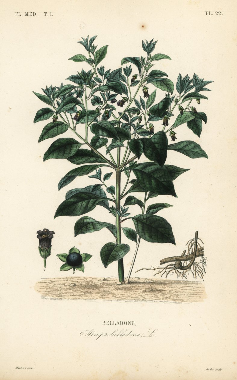 Dödlig nattskugga, Atropa belladonna, Belladone av Unbekannt