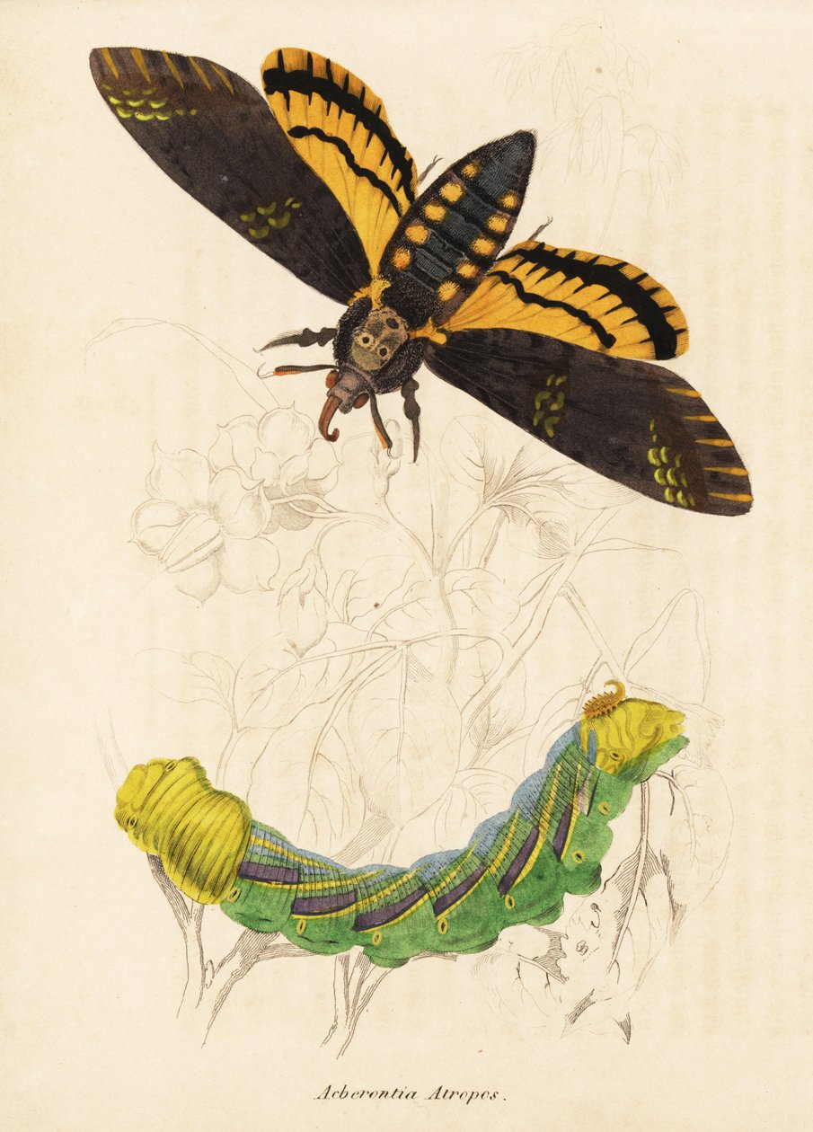 Dödshuvudets hökmal, Acherontia atropos. Handkolorerad stålgravyr från Georg Friedrich Treitschkes naturhistoriska galleri, Naturhistorischer Bildersaal des Thierreiches, Liepzig-1842. av Unbekannter Künstler