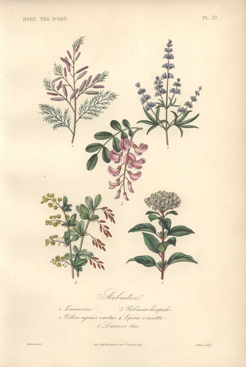 Dekorativt botaniskt tryck med tamarind, johannesbröd, kyskhetsträd, berberis och viburnum av Unbekannter Künstler