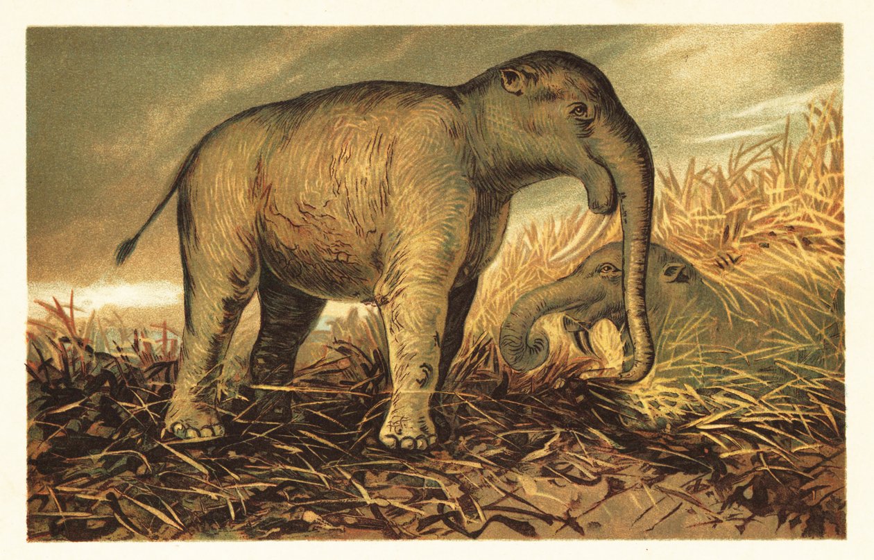 Deinotherium giganteum, stor förhistorisk släkting till dagens 1908 (litografi) av Unbekannter Künstler
