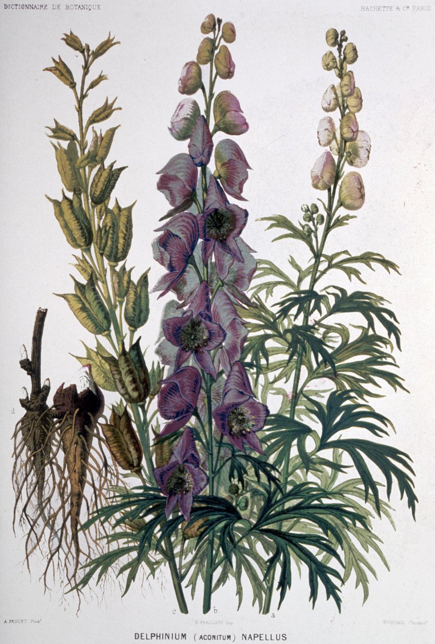 Delphinium Napellus, ca 1850-1900 (litografi) av Unbekannter Künstler