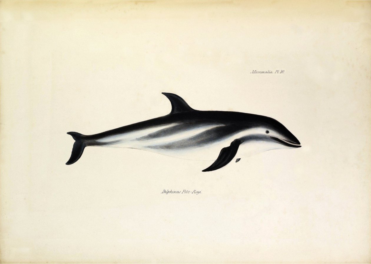 Delphinus Fitz-Royi Svart delfin eller Fitzroy efter namnet på kapten Robert Fitzroy på Beagle. Plansch från "The zoology of the voyage of H.M.S. Beagle. described by John Gould, with notice of their habits by Charles Darwin av Unbekannter Künstler