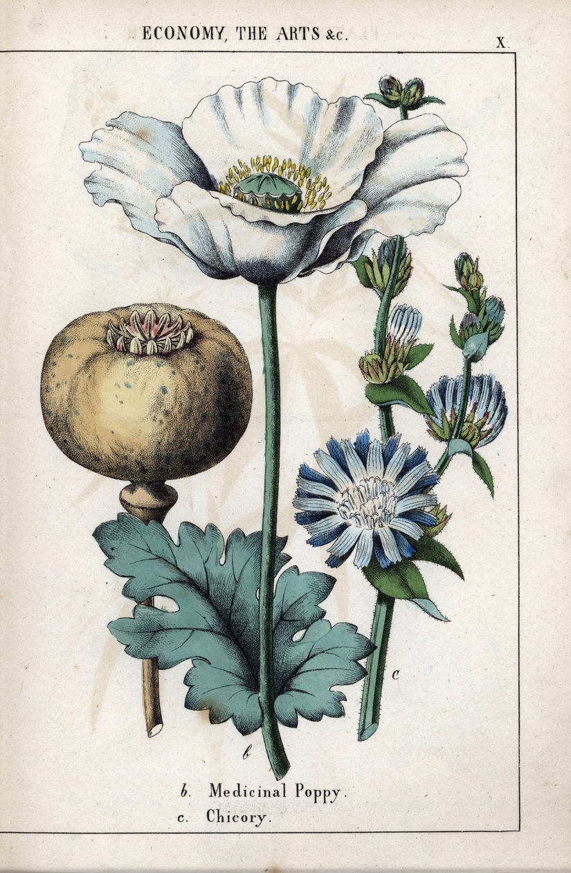 Beskrivning av en medicinalvallmo med vit blomma och blå chicoree-blomma. Kromolitografi i "Recueil d