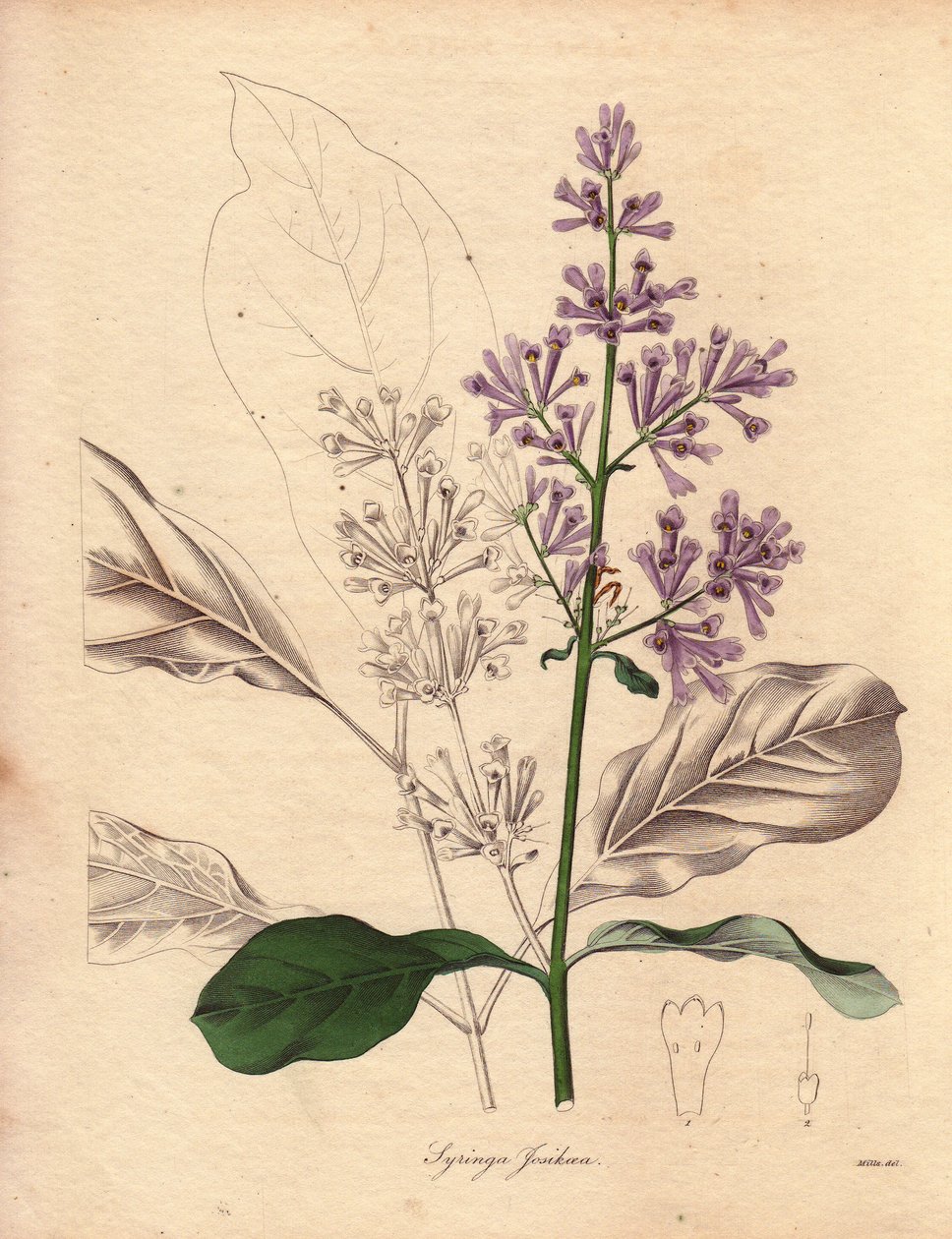 Beskrivning av den ungerska syrenen (Syringa josikaea), hemmahörande i centrala och östra Europa. Illustration av Miss R. Mills (verksam 1836-1842), i The Botanist, en serie av Benjamin Maund i fem volymer, publicerad mellan 1836 och 1842. Detta verk är vä av Unbekannter Künstler