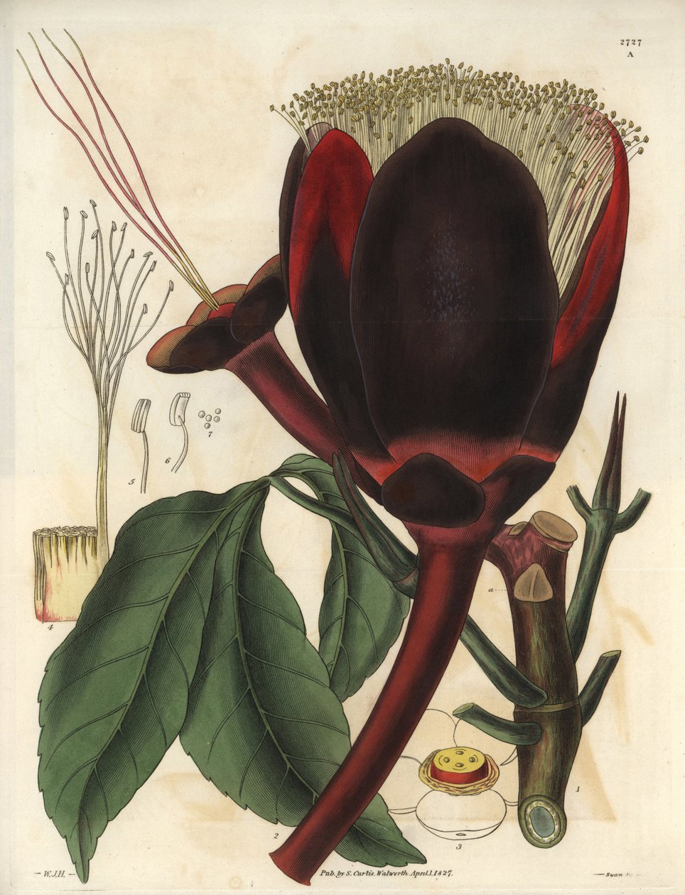 Beskrivning av den stora mörka chokladblomman i en Pecan-trädväxt, som producerar ätbara nötter, pekannötter. Växten hör hemma i Sydamerika. Illustration av Wiliam Jackson Hooker (1785-1865), brittisk botaniker och författare, professor vid University of G av Unbekannter Künstler