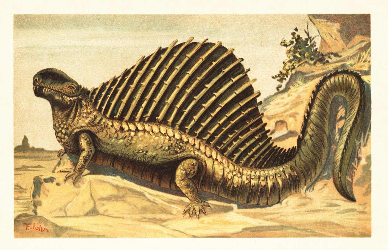 Dimetrodon limbatus med sin distinkta neurala ryggrad segel på den1908 (litografi) av Unbekannter Künstler