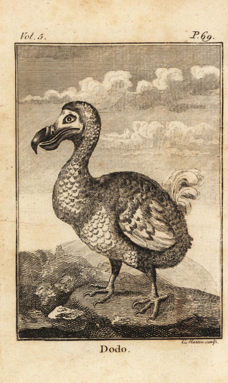 Dodo, Raphus cucullatus, utdöd fågel av Unbekannt